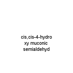 cis,cis-4-hydroxy muconic semialdehyd